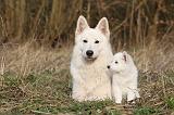 BERGER BLANC SUISSE - ADULTS ET PUPPIES 012